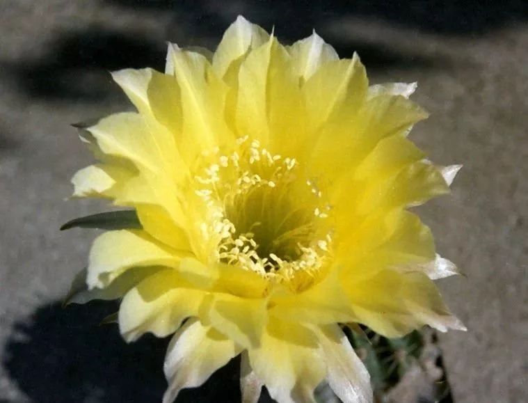 200种·仙人球开花图鉴，大开眼界，美到爆