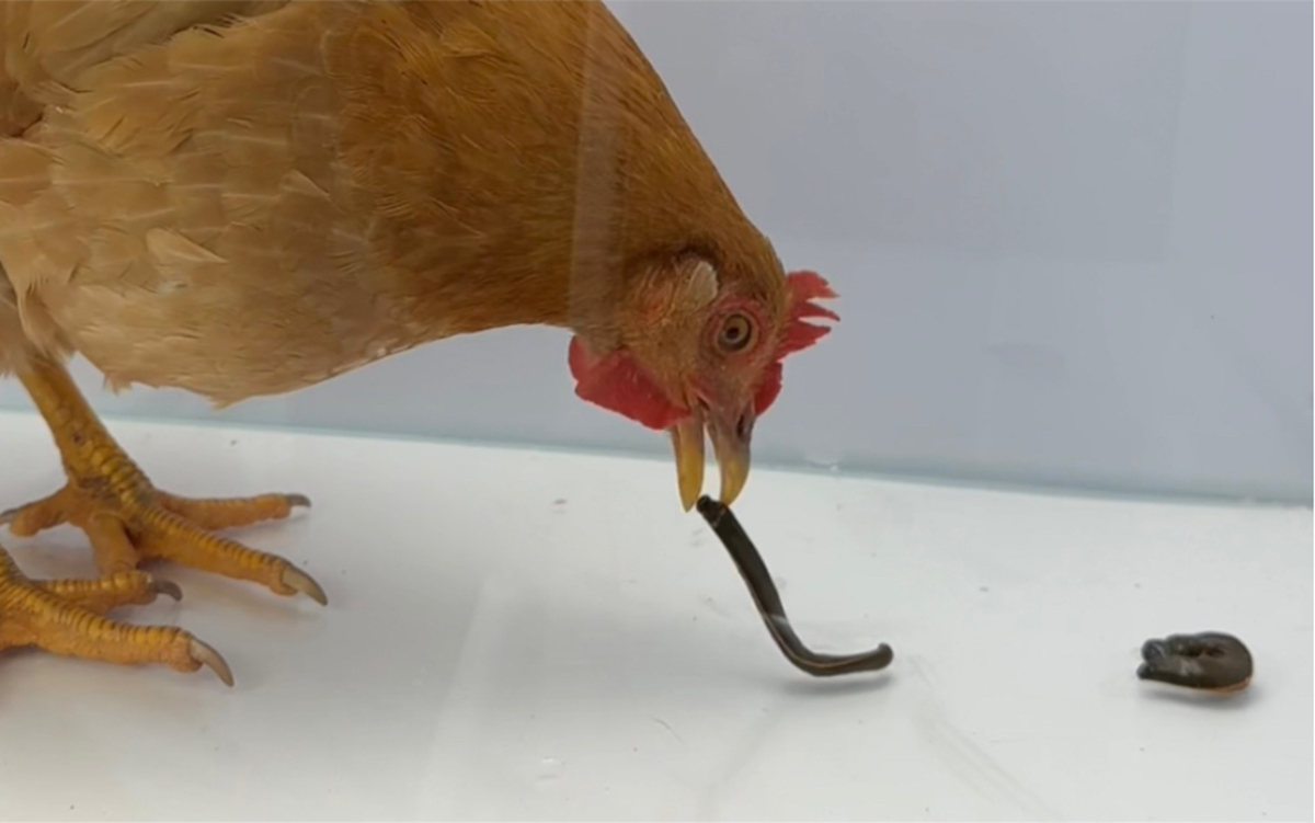 让人避而远之的蜈蚣，为啥害怕鸡？为啥鸡吃了蜈蚣，不会被毒死？