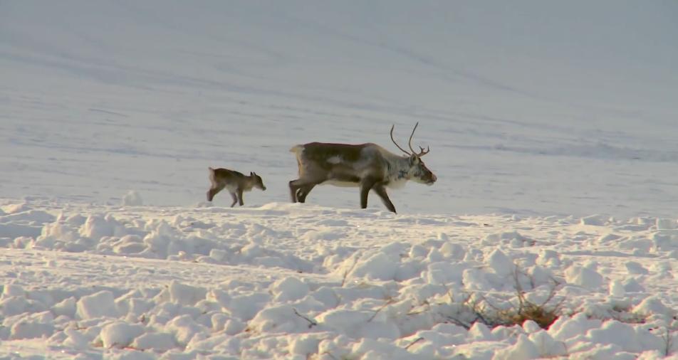 俄罗斯牧民有多少钱,俄罗斯鄂温克人饲养驯鹿