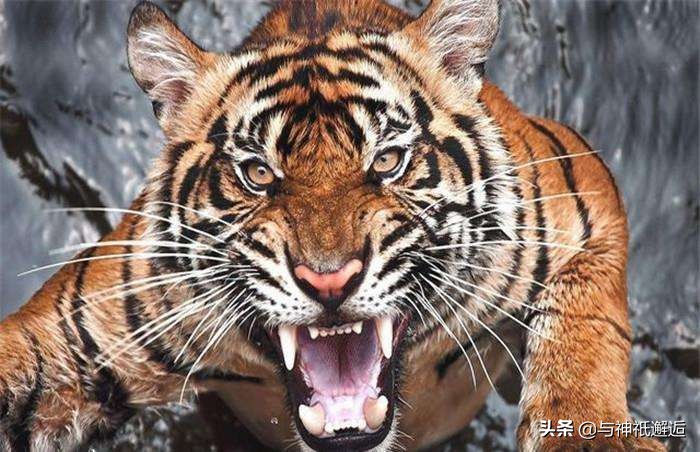 鍗佸ぇ铏庣,澹瘏瓒呯骇绁炶檸