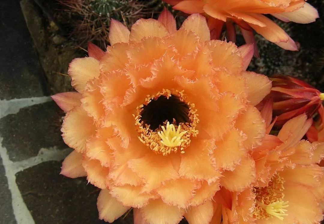 200种·仙人球开花图鉴，大开眼界，美到爆