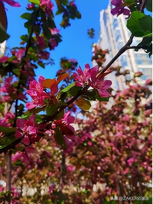 石家庄早新闻,早新闻完整内容