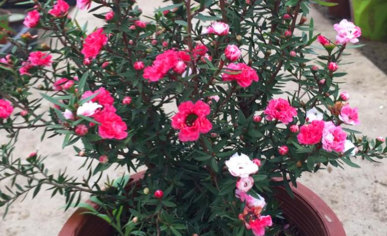 松红梅花好养,松红梅怎么养才能多开花