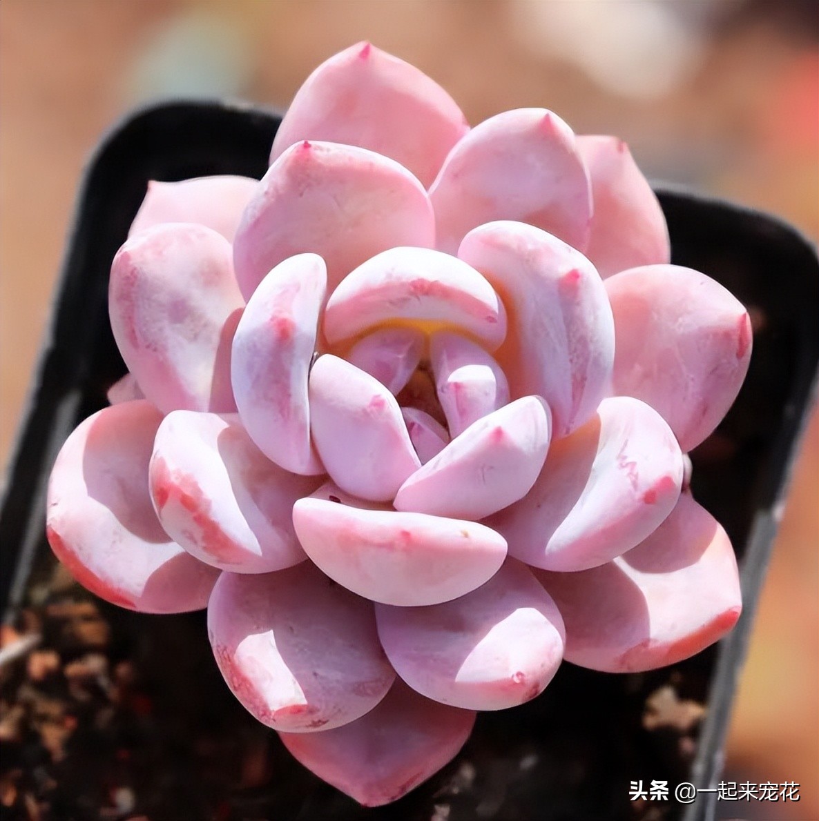 皮实好养的仙气多肉,六种仙气好养的多肉