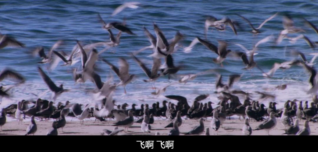 喂过一次大连海鸥，人类就要为自己的弱小羞愧
