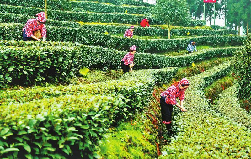 青城春茶：究竟是从什么时候开始朝贡的？