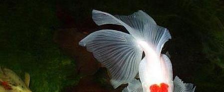 金鱼狮子头烂头黑头怎么治疗,狮子头金鱼头太大怎么办