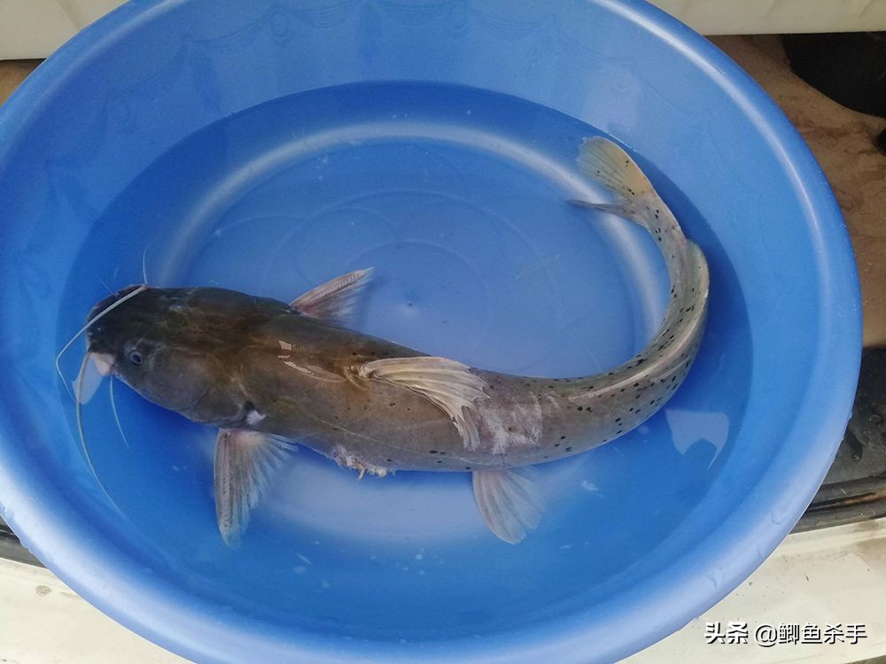 牢底坐穿鱼为什么会被抓,牢底坐穿鱼后续