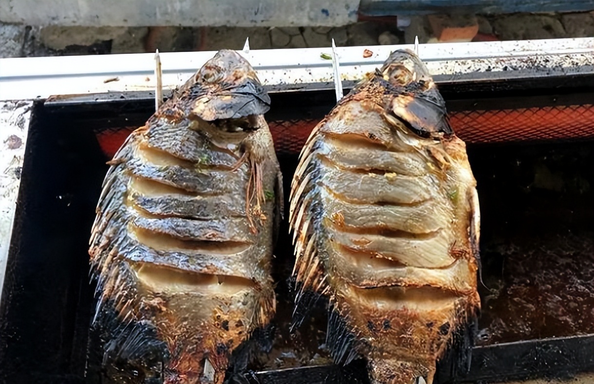 最适合广东养的淡水鱼,广东超级耐养的小型淡水鱼