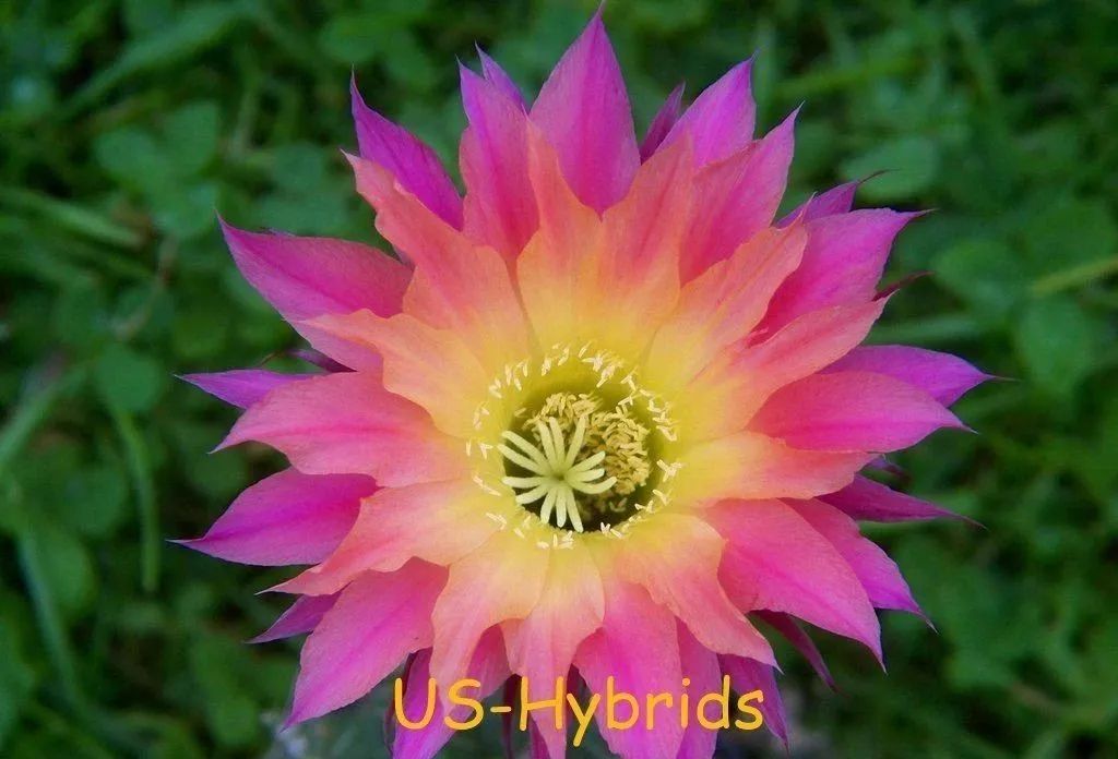 200种·仙人球开花图鉴，大开眼界，美到爆