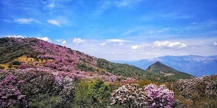 这座以花命名的川南小城,太适合去过冬了
