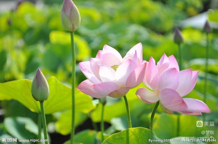 仙姿妙韵绽芳华唱和接龙