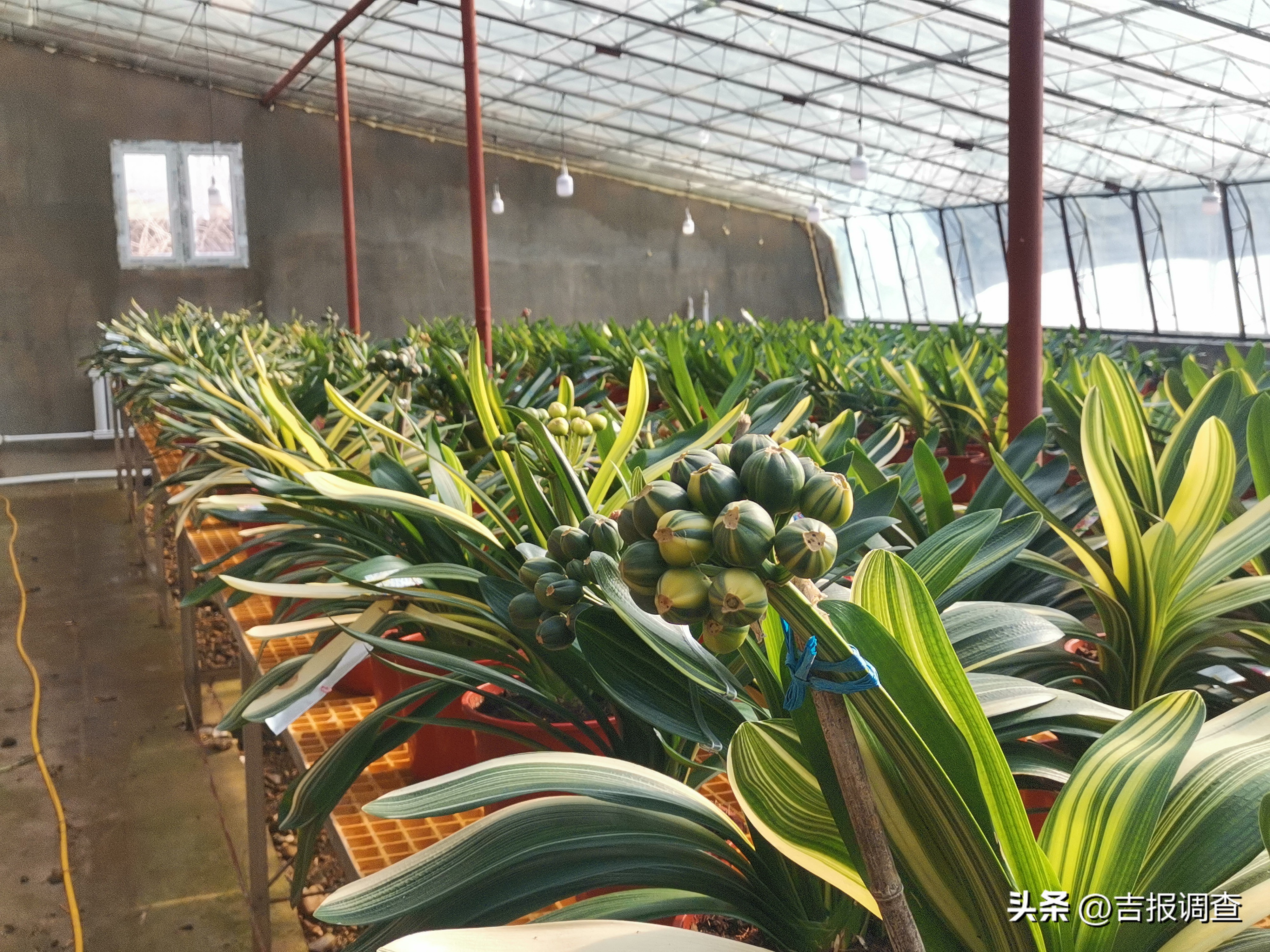 辉南县庆阳镇乡村振兴增添君子兰繁育新产业!君子兰通过电商渠道远销到国内多地