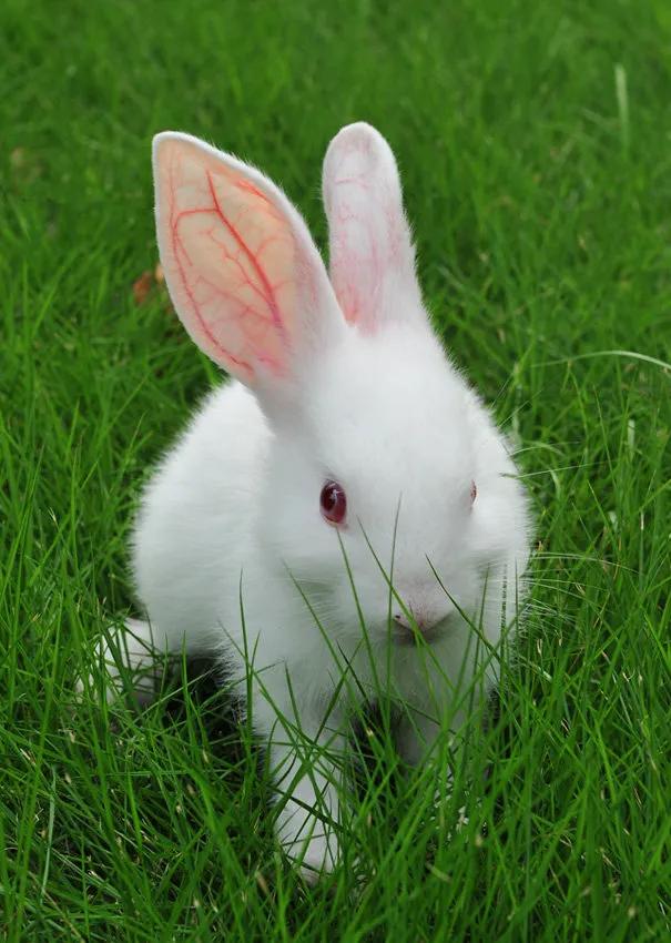 生肖龙和什么生肖最不合,生肖龙婚配什么生肖好