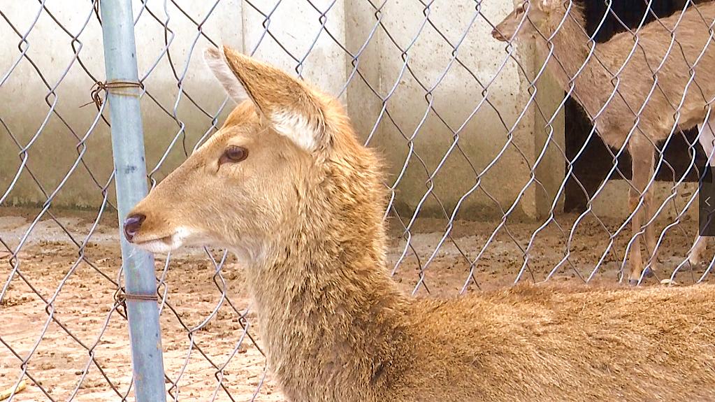 惠水县养殖猪,贵州养殖鹿基地