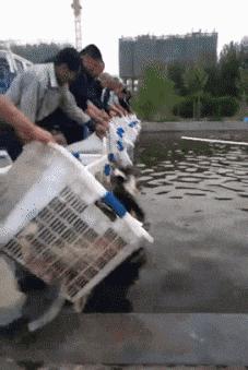 中国暴打日本人,中国鳗鱼咬人事件