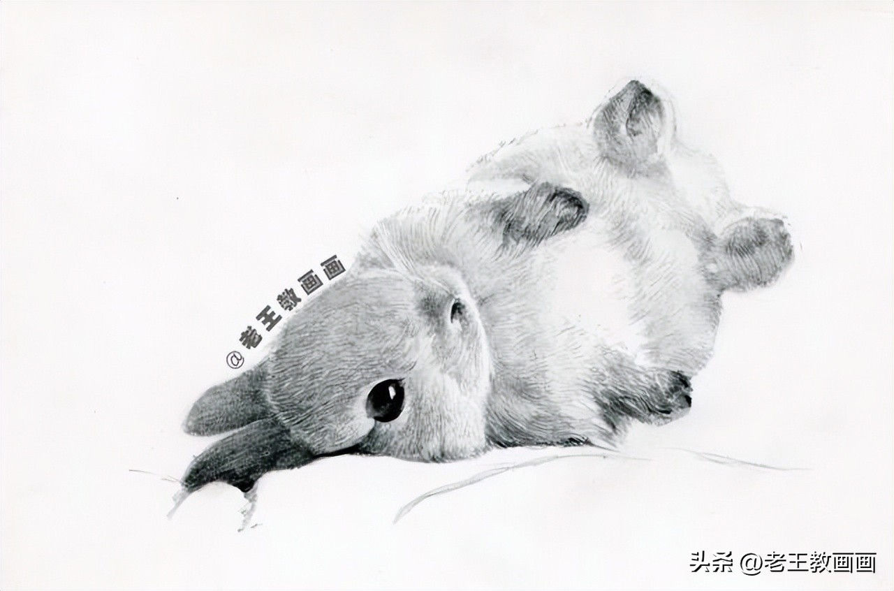 兔年怎么画一个好看的兔子,兔年到了怎么画一只兔子