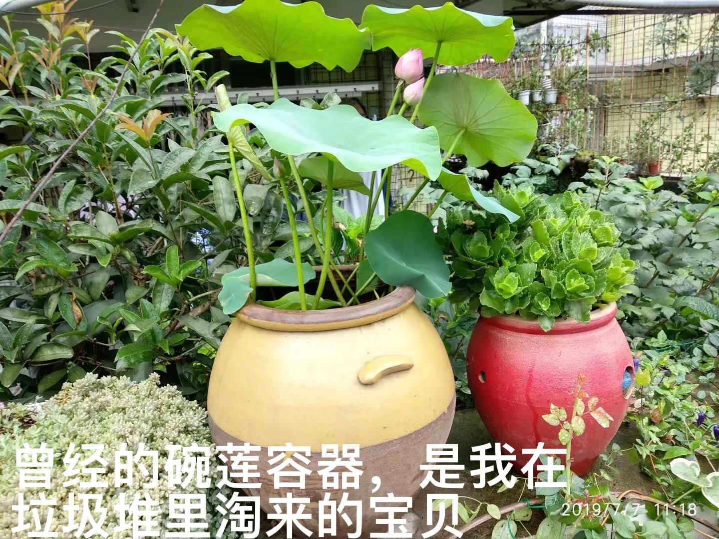 白马蹄莲跟彩色马蹄莲哪个品种好,洁白的马蹄莲图片