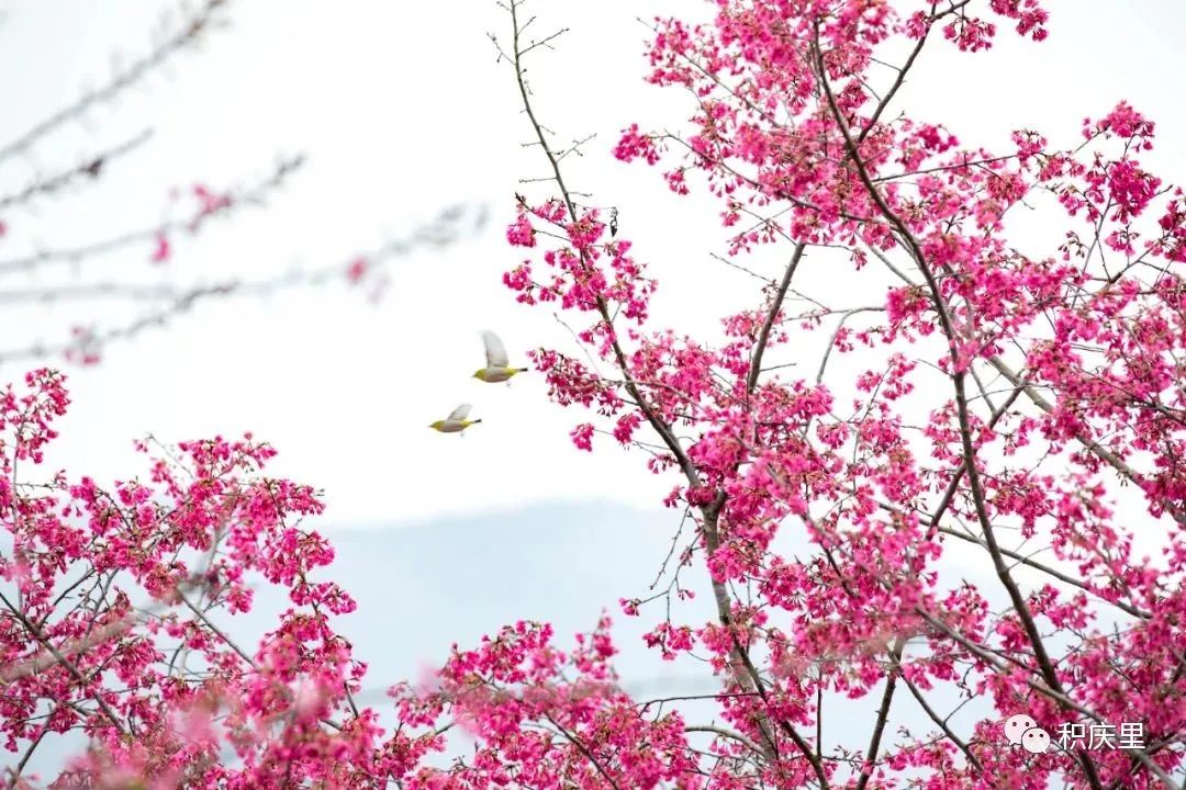 樱花烂漫，没有人会拒绝的粉色浪漫！