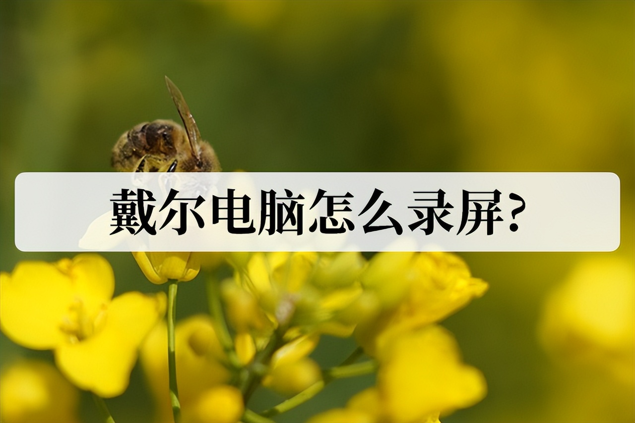 戴尔电脑的录屏功能不能录视频,戴尔电脑有自带的录屏带声音吗