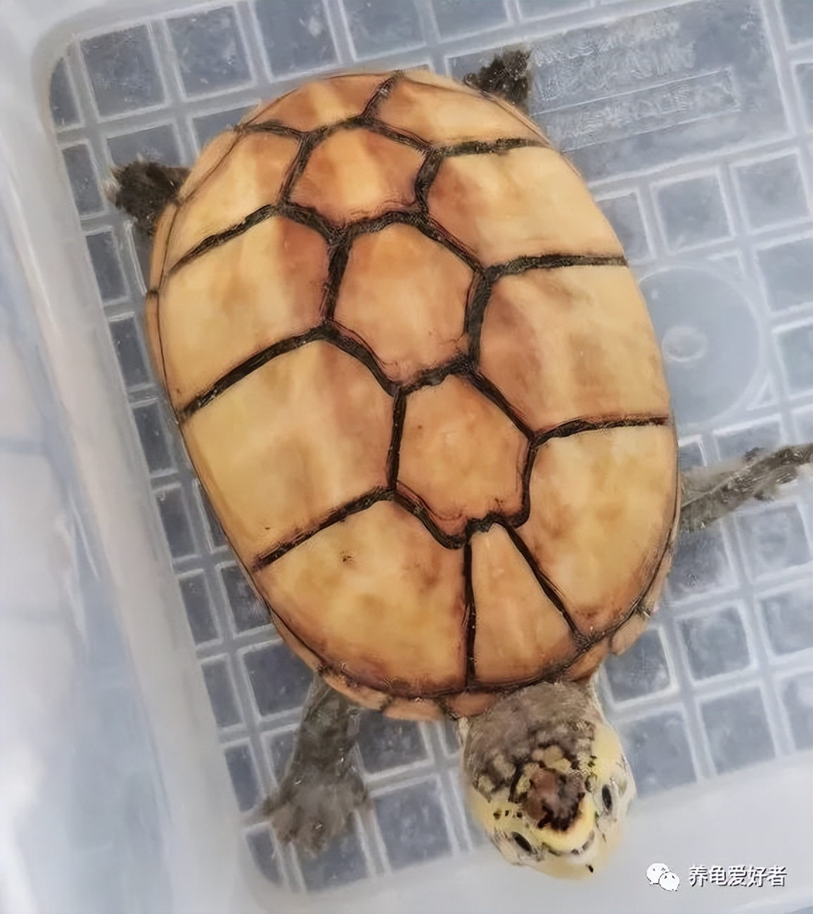 不同容器的合理养龟环境搭建方法,养龟有什么不用换水的方法