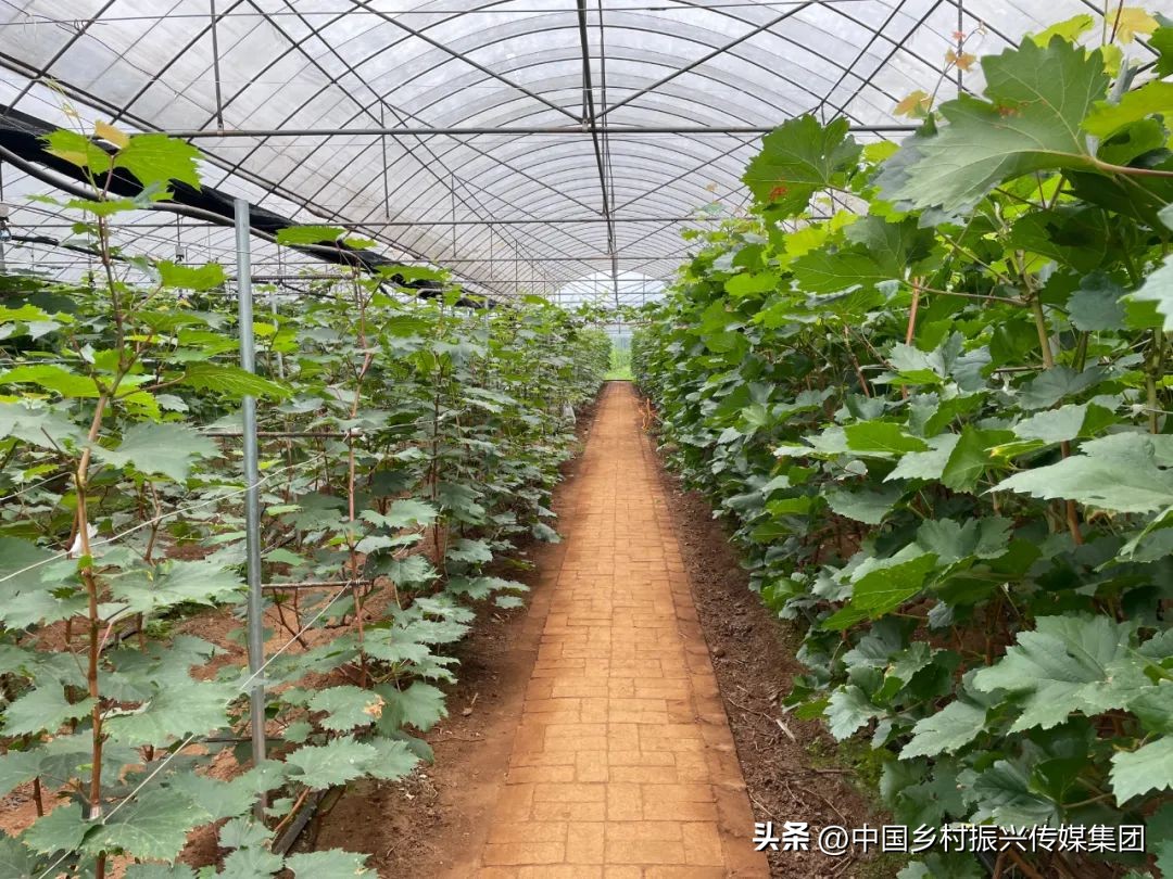 政府扶持乡村振兴的项目有哪些,2024乡村振兴政府补贴重点项目