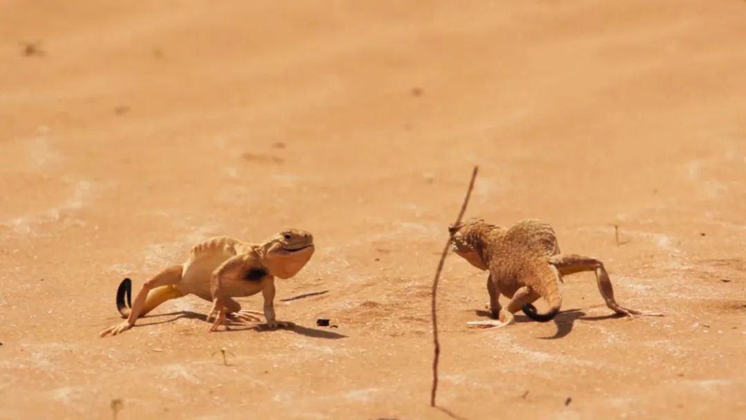 原来它们也有“性丑闻”，这片看完让我大开眼界