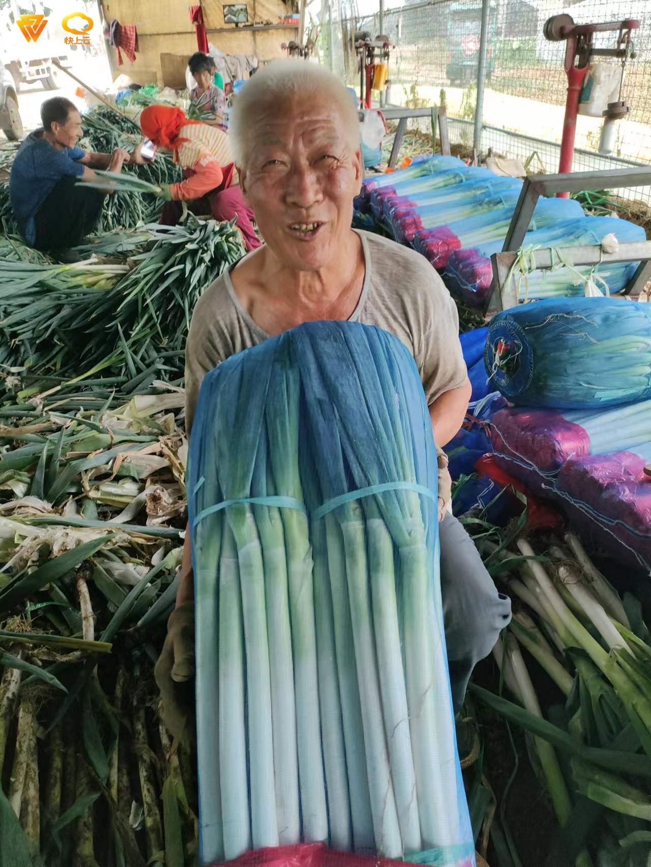 好品山东大葱,好品山东蔬菜