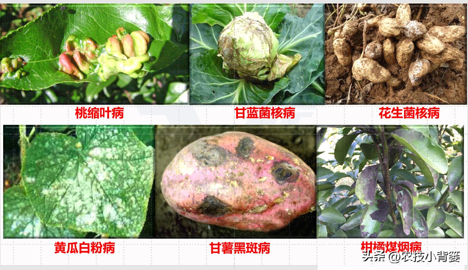 农作物细菌病与真菌病辨别,作物真菌细菌病毒病害的区别