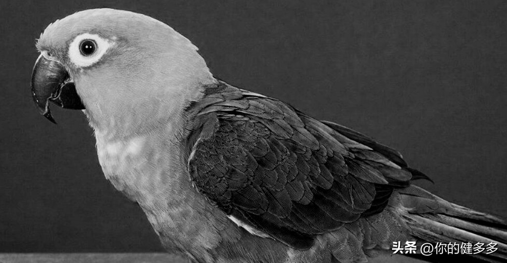 民间故事男人好心救助断腿乌鸦,民间故事男子救了一只狐狸