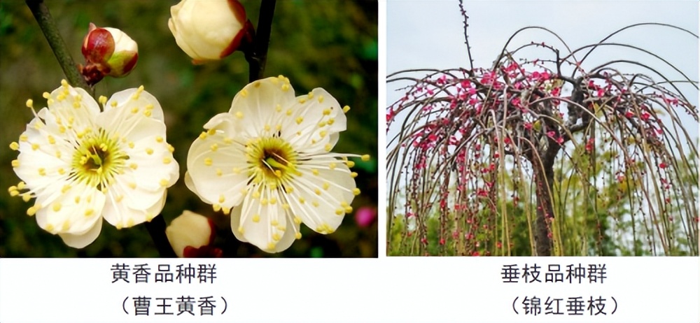 代树刚：“南梅北移”让京城百姓看得见梅花