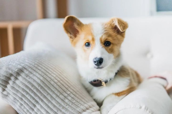 袖虎宠物连锁招商,袖虎宠物是连锁店吗