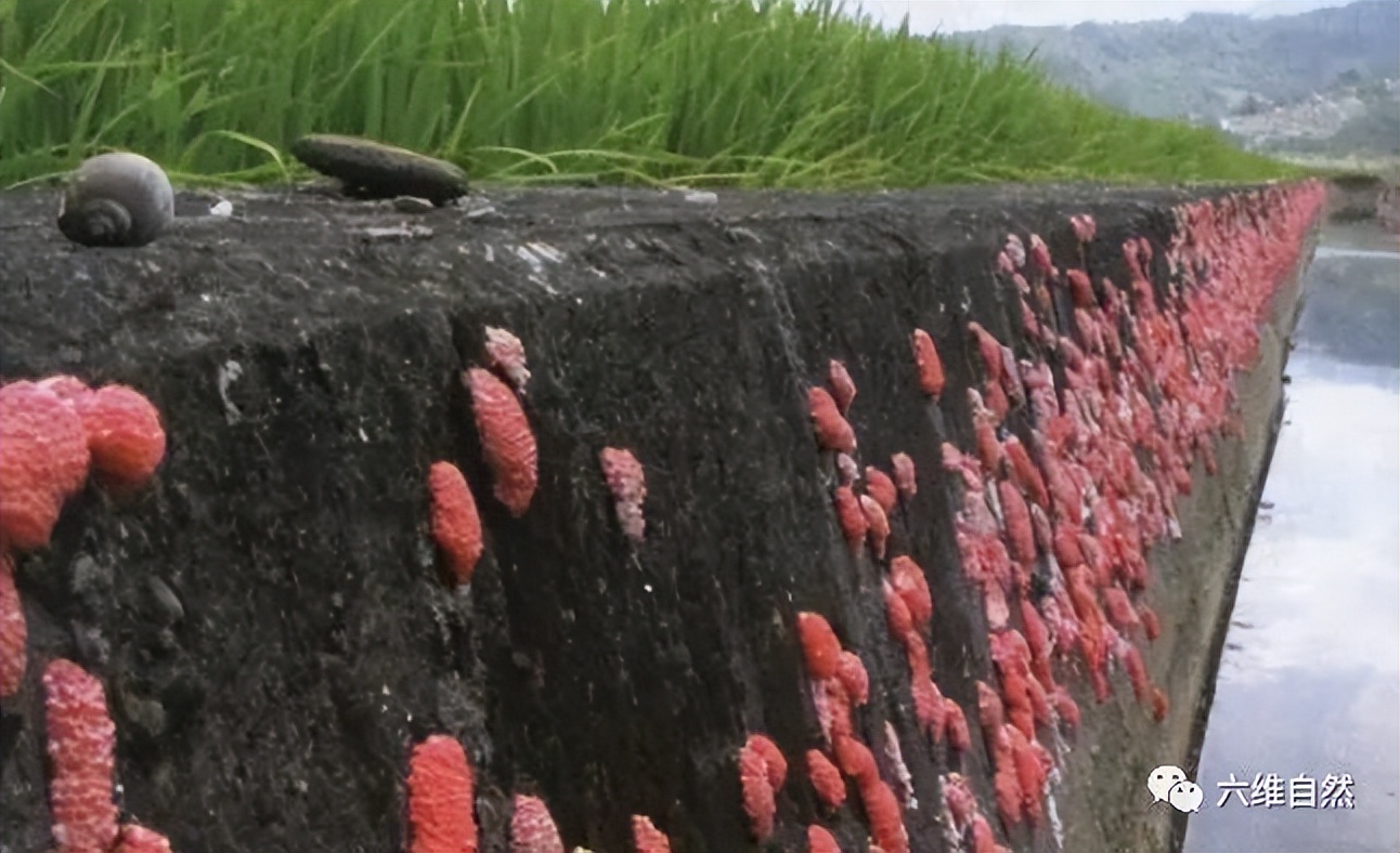 厦门一市民点炒田螺，餐厅却用非法福寿螺代替，被监管部当场销毁