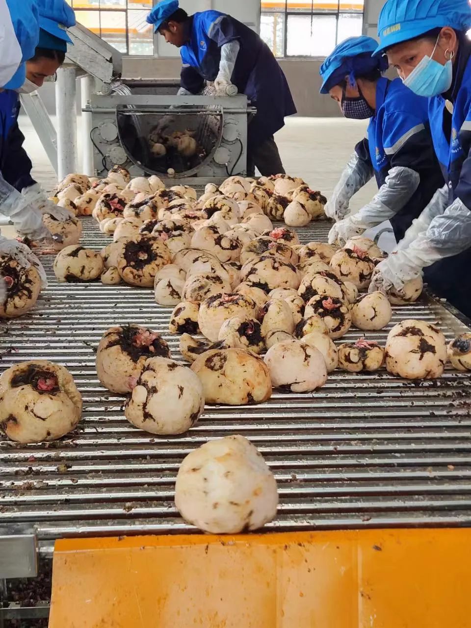 小魔芋成为村里致富新魔力,成县魔芋产业致富增收显魔力