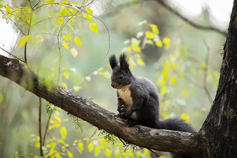 素食宠物食品,素食宠物零食有哪些品种