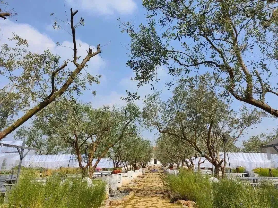 空港花田最好的地方,空港花田美景照最新