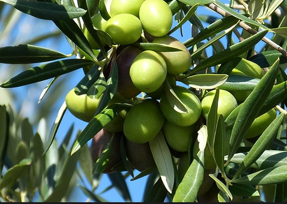 100%特级初榨橄榄油推荐,橄榄油好坏怎么辨别
