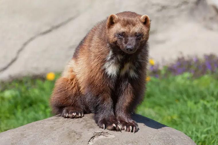 大兴安岭发现貂熊外出觅食，能猎杀200斤马鹿，敢从猞猁嘴下夺食
