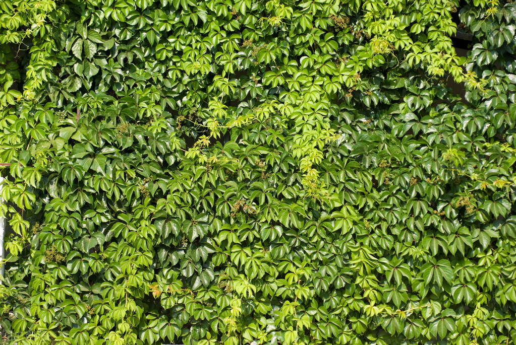 爬山虎的脚教学反思600字,爬山虎的脚教学设计教学反思