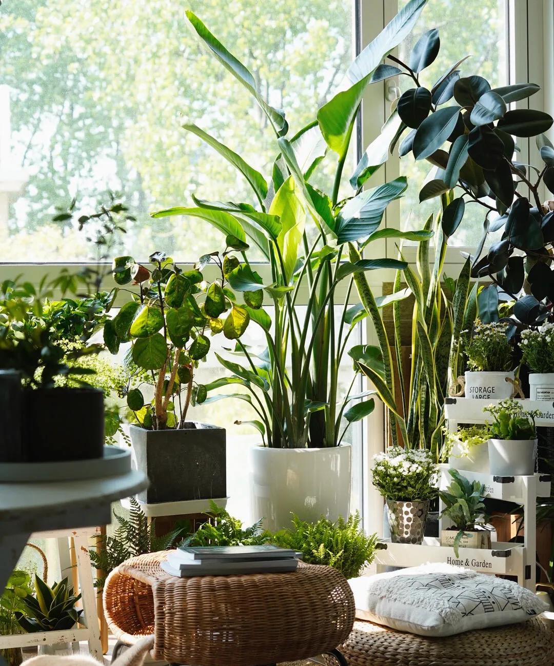 家居必备的几款高颜值中大型绿植,40款超治愈的家居绿植