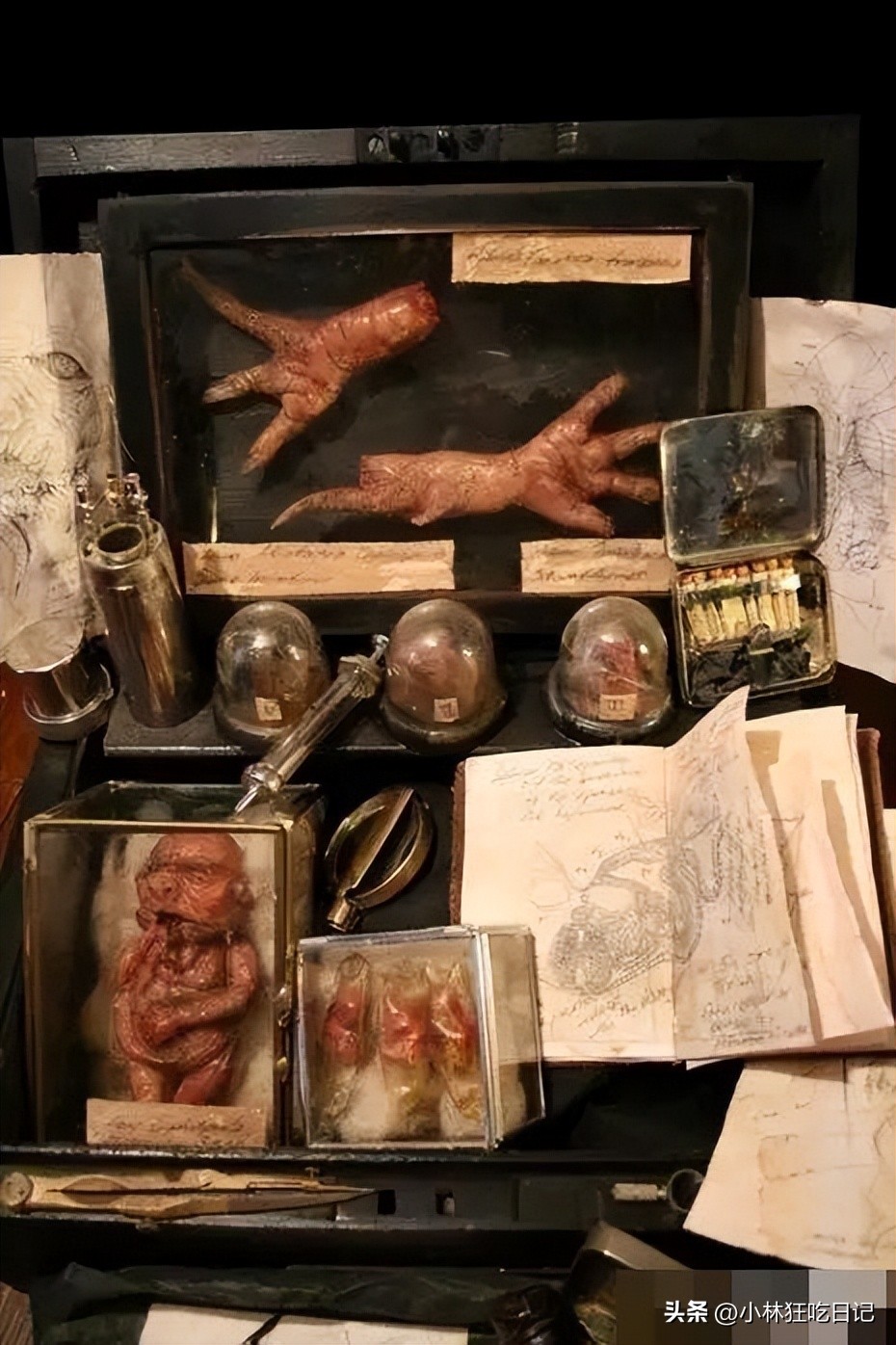 英国神秘生物博物馆,英国神秘生物