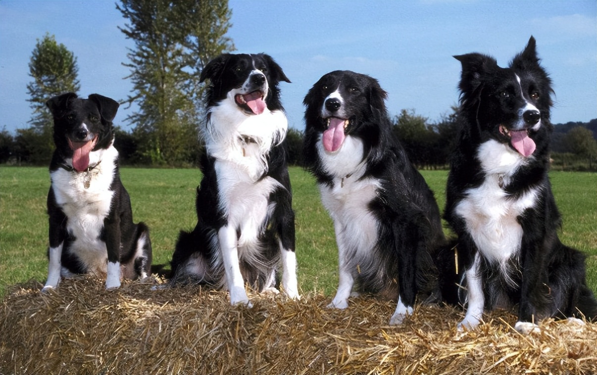 边境牧羊犬为什么贵,边境牧羊犬为什么弃养率很高