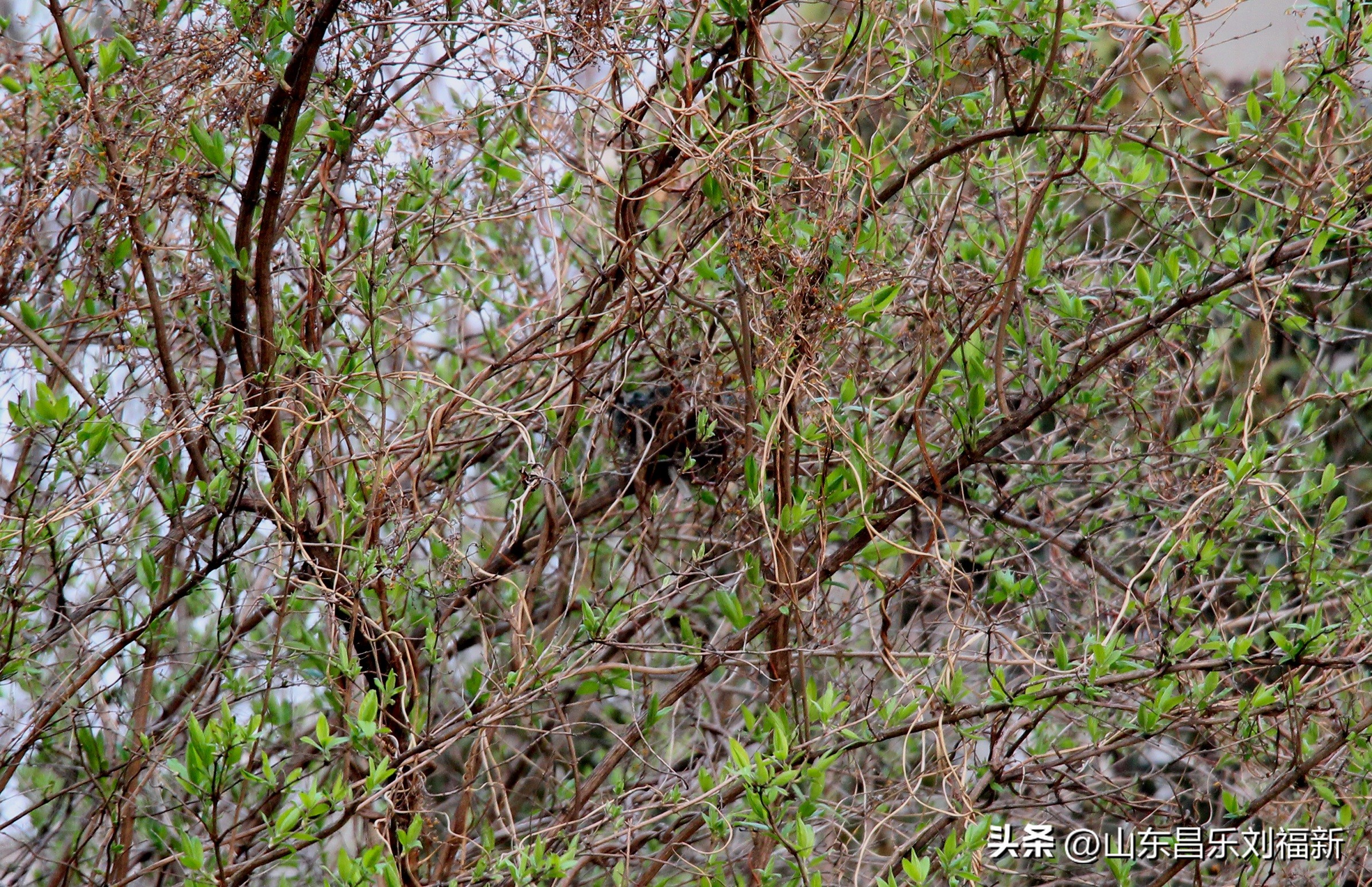 2023年3月中旬散拍·一点儿感受