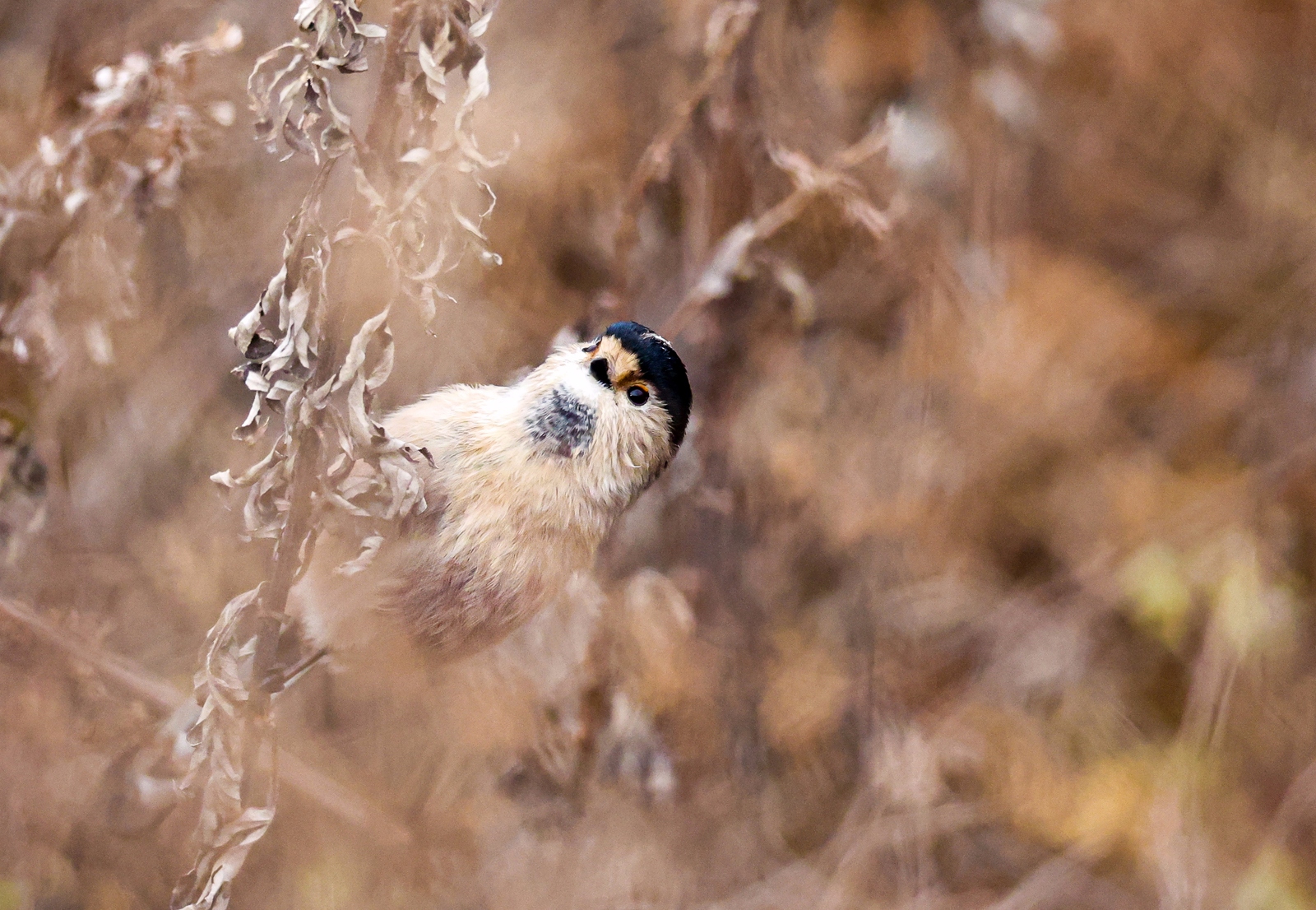 佳能canoneosr3测评,佳能eosr3震撼登场