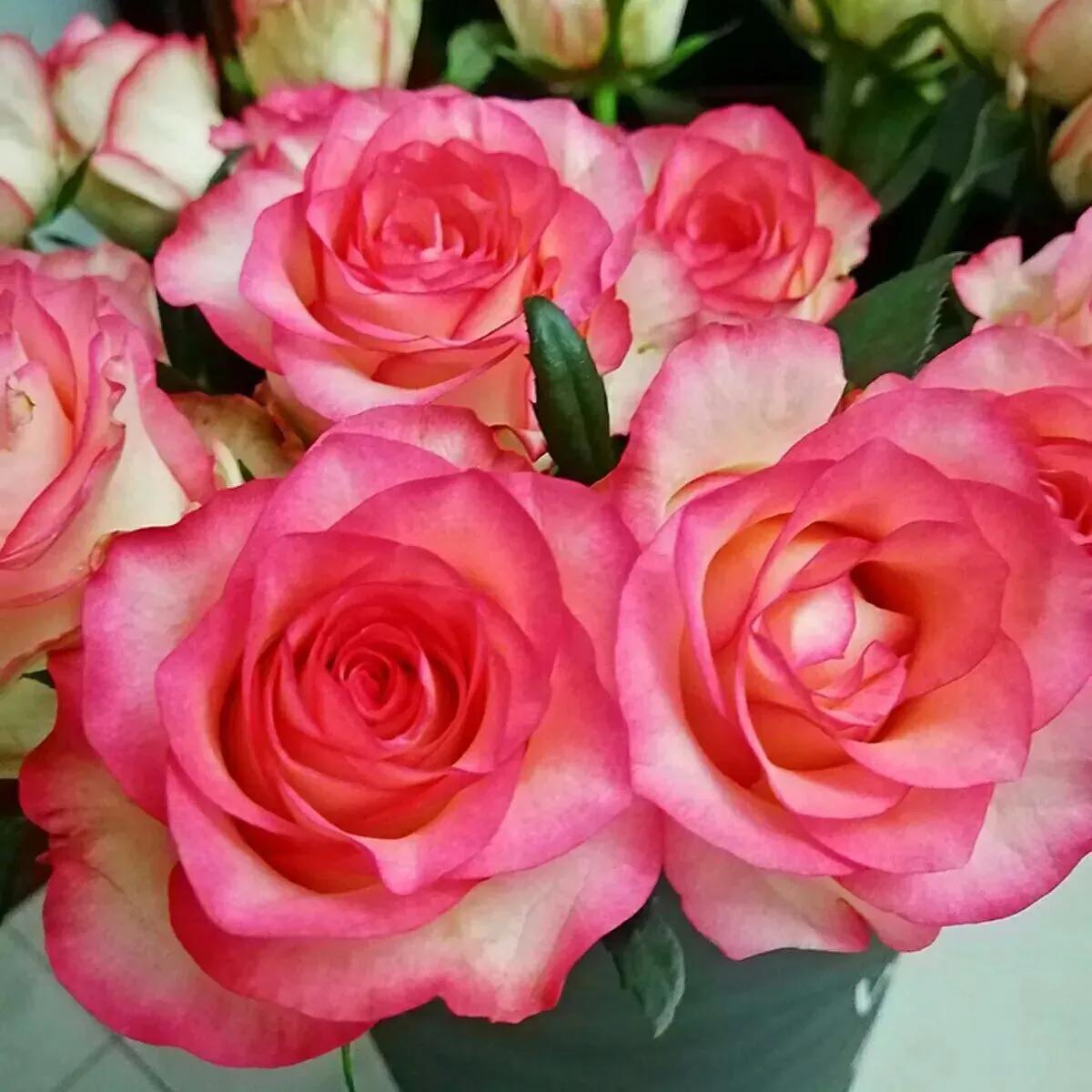 分享玫瑰花的图片,最迷人玫瑰花带字图片