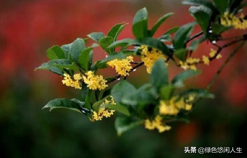 玉堂春富贵指哪些花,玉堂锦绣富贵春寓意