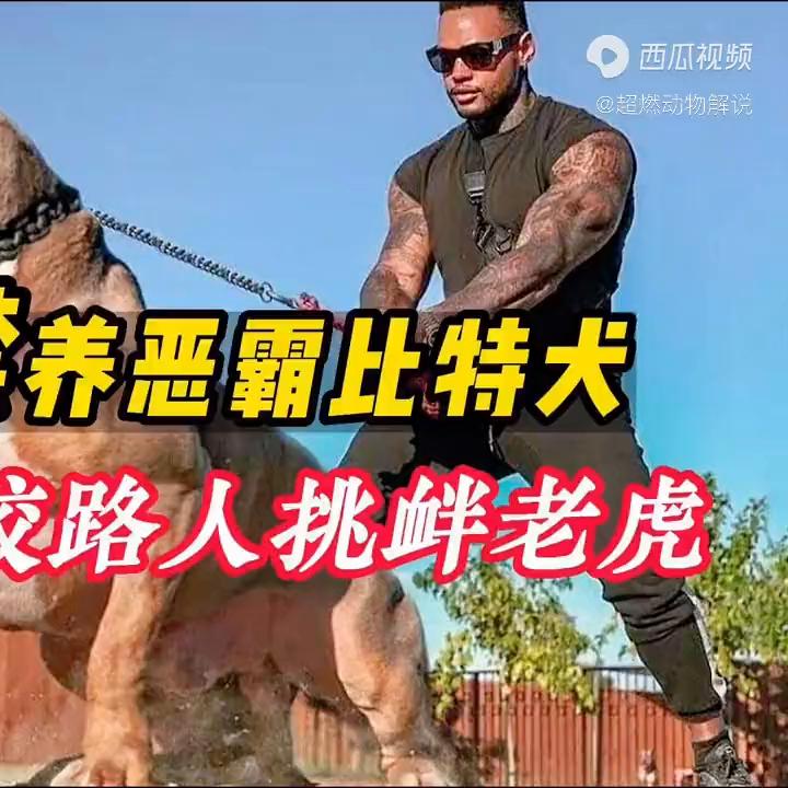 斗犬比特犬一旦开口咬人后果有多严重？必须狠心杀之否则后...