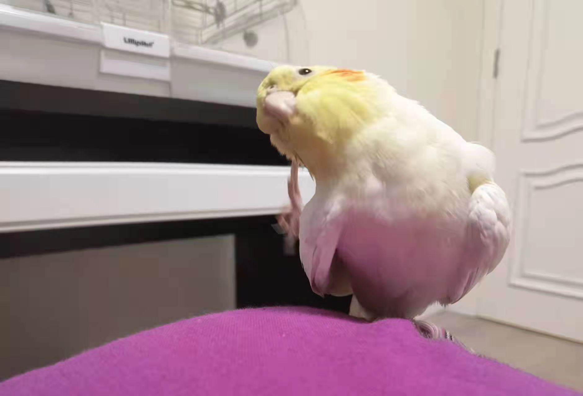 养两只玄凤鹦鹉多大的笼子合适,玄凤鹦鹉公的好养还是母的好养