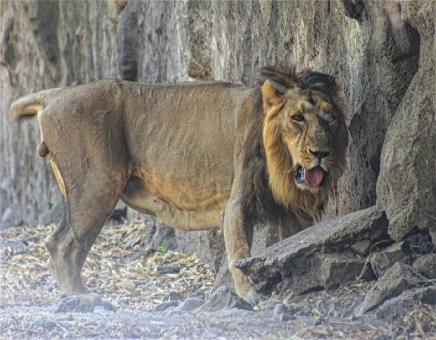 狮子为什么和老虎本性不一样,老虎和狮子一生中最大的遗憾