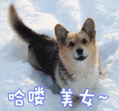 狗狗尾巴的秘密英文版,狗狗尾巴背后都有什么秘密